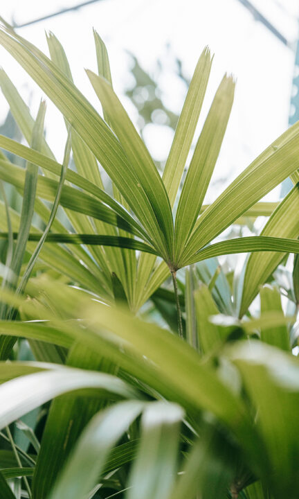 pexels-teona-swift-6913585